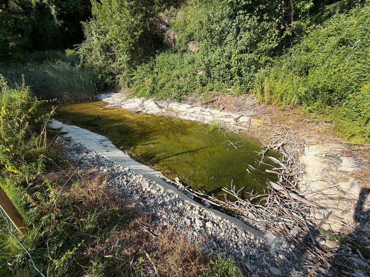 Weiher Bürerberg